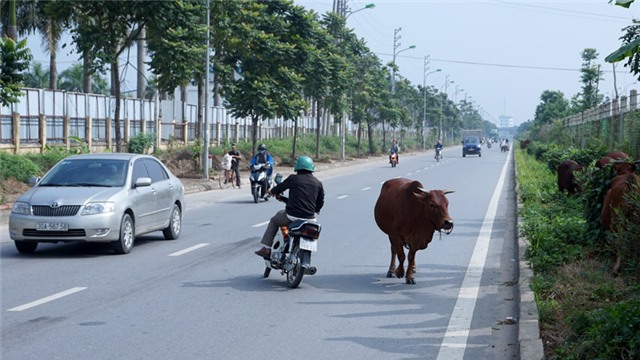 dai lo Thang Long, dai lo hien dai nhat Viet Nam, dai lo ngan ty, giao thong ky quac, đại lộ Thăng Long, đại lộ ngàn tỷ, giao thông kỳ quặc