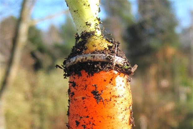 tu sat bang sung khong chet ma con... khoi benh hinh anh 4