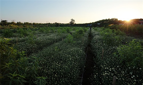 Hà Nội đẹp tinh khôi mùa hoa cúc họa mi - 1