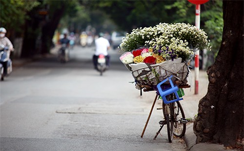 Hà Nội đẹp tinh khôi mùa hoa cúc họa mi - 11