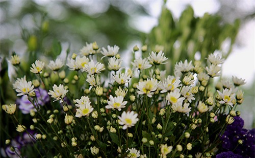 Hà Nội đẹp tinh khôi mùa hoa cúc họa mi - 13