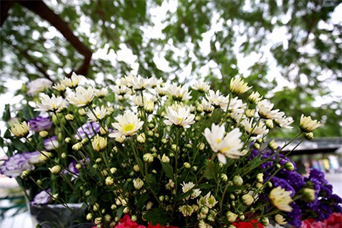 Hà Nội đẹp tinh khôi mùa hoa cúc họa mi - 14