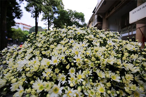 Hà Nội đẹp tinh khôi mùa hoa cúc họa mi - 15