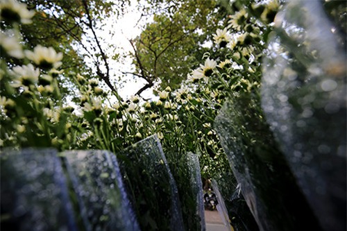 Hà Nội đẹp tinh khôi mùa hoa cúc họa mi - 16