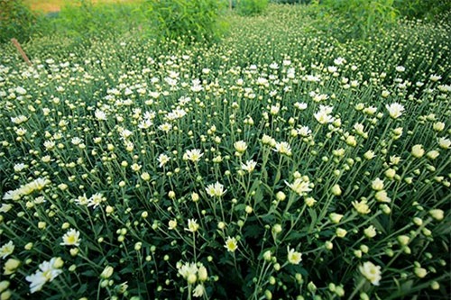 Hà Nội đẹp tinh khôi mùa hoa cúc họa mi - 2