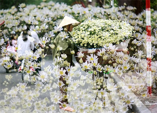 Hà Nội đẹp tinh khôi mùa hoa cúc họa mi - 20