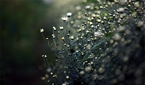 Hà Nội đẹp tinh khôi mùa hoa cúc họa mi - 4