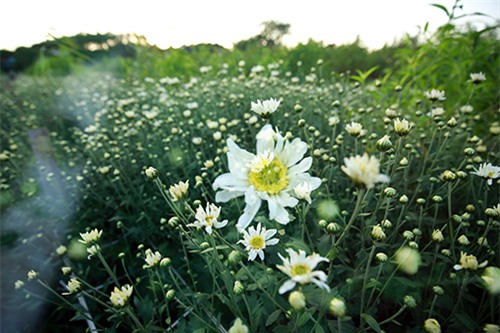 Hà Nội đẹp tinh khôi mùa hoa cúc họa mi - 5