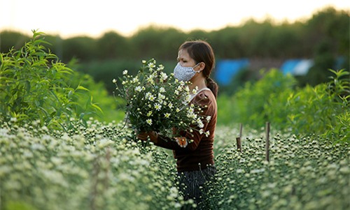 Hà Nội đẹp tinh khôi mùa hoa cúc họa mi - 6
