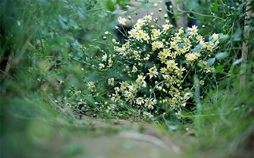 Hà Nội đẹp tinh khôi mùa hoa cúc họa mi - 7