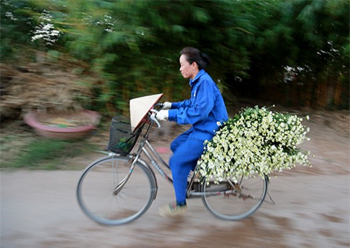 Hà Nội đẹp tinh khôi mùa hoa cúc họa mi - 9