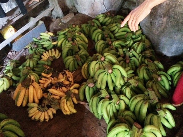 Cả nghìn buồng chuối ế: Lỗi không hẳn do lái buôn Trung Quốc