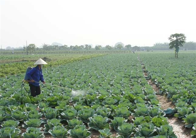 thuốc bảo vệ thực vật, BVTV, cấm sử dụng, thuốc trừ sâu cực độc, sử dụng tràn lan, mất an toàn vệ sinh thực phẩm, rau củ quả, Hà Nội  Thuốc-bảo-vệ-thực-vật, BVTV, cấm-sử-dụng, thuốc-trừ-sâu-cực-độc, sử-dụng-tràn-lan, mất-an-toàn-vệ-sinh-thực-phẩm, rau-củ-