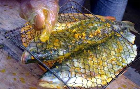 cá bỗng, cá bỗng sông Gâm, đặc sản, dân tộc Tày, Hà thành, Hà Giang, cá-bỗng, cá-bỗng-sông-Gâm, chục-năm-tuổi, đặc-sản, dân-tộc-tày, Hà-thành, Hà-Giang