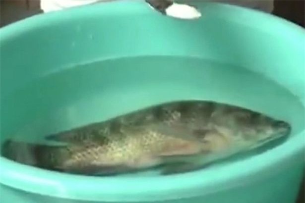 Hoang mang, bột lạ