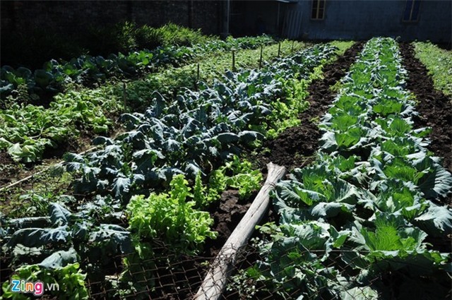 Bên trong trại lợn 'ba không' ở Hà Nội