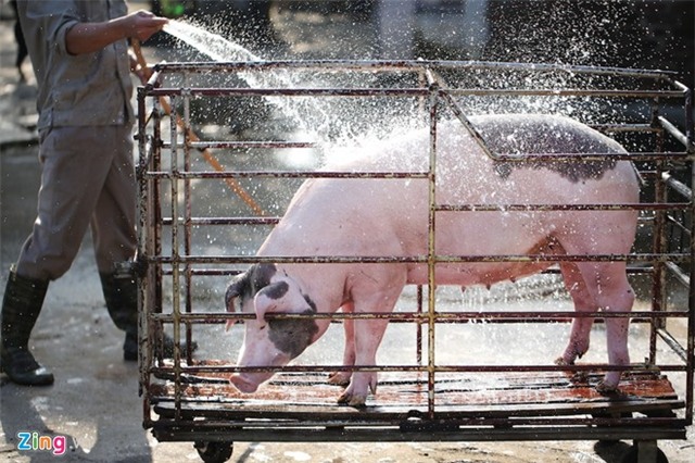 Bên trong trại lợn 'ba không' ở Hà Nội