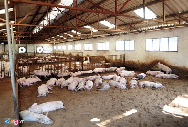 Bên trong trại lợn 'ba không' ở Hà Nội