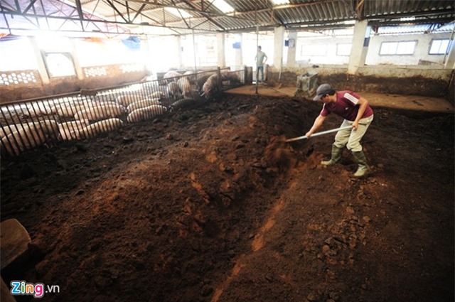 Bên trong trại lợn 'ba không' ở Hà Nội