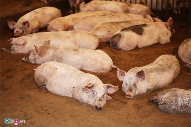 Bên trong trại lợn 'ba không' ở Hà Nội