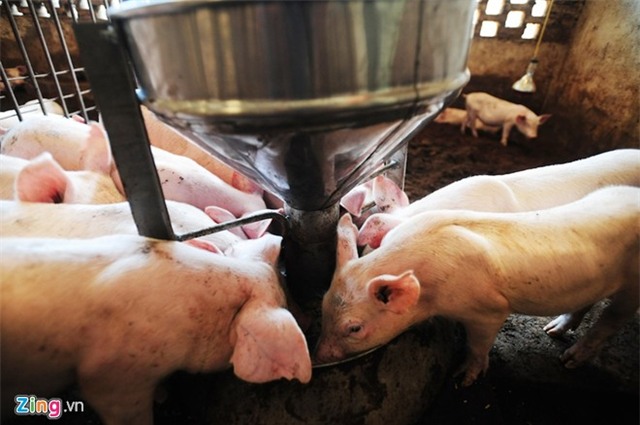 Bên trong trại lợn 'ba không' ở Hà Nội