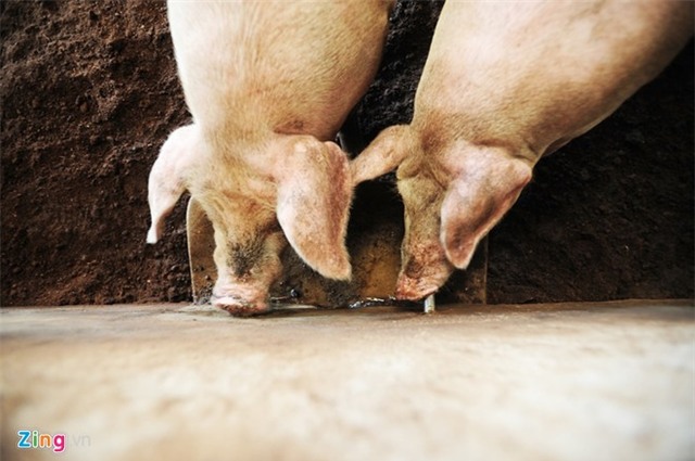 Bên trong trại lợn 'ba không' ở Hà Nội