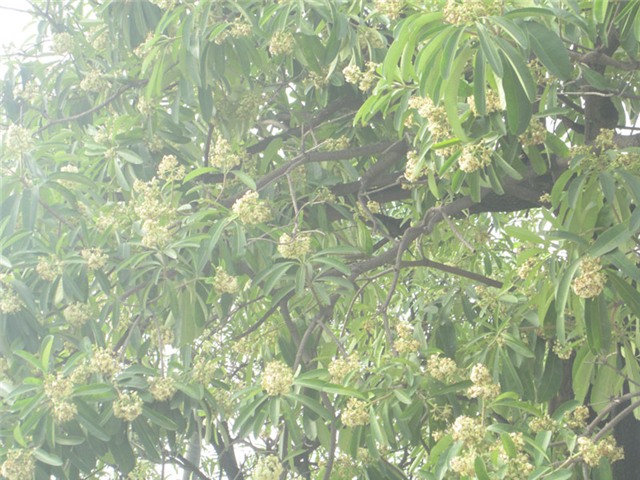 Hà Nội, hoa sữa, mùi hoa sữa