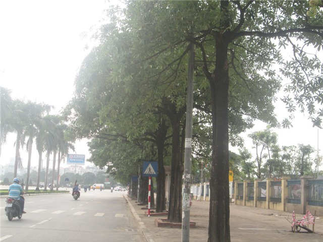 Hà Nội, hoa sữa, mùi hoa sữa