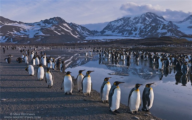 Đảo Nam Georgia, Lãnh thổ thuộc Anh: Tới đây, du khách có thể chiêm ngưỡng cảnh tượng hàng trăm nghìn con chim cánh cụt chen chúc trên bãi biển gập ghềnh, xen lần những con hải cẩu voi nặng tới 2 tần và đàn hải âu bay lượn trên bầu trời. Bạn chỉ có thể tới đây bằng thuyền và phải mất 5 ngày lênh đênh dưới nắng gió biển khơi.