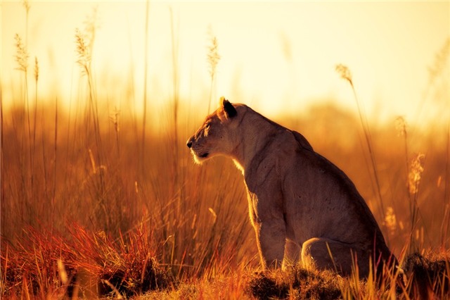 Châu thổ Okavango, Botswana:  Đây là một trong số ít vùng trên trái đất mà bạn có thể ngắm nhìn 5 động vật điển hình của châu Phi: voi, sư tử, trâu rừng, báo và tê giác. Đi thuyền trên vùng nước nông, ngắm nhìn động vật hoang dã giữa khung cảnh thiên nhiên hùng vĩ, khoáng đạt là một trải nghiệm khó quên.