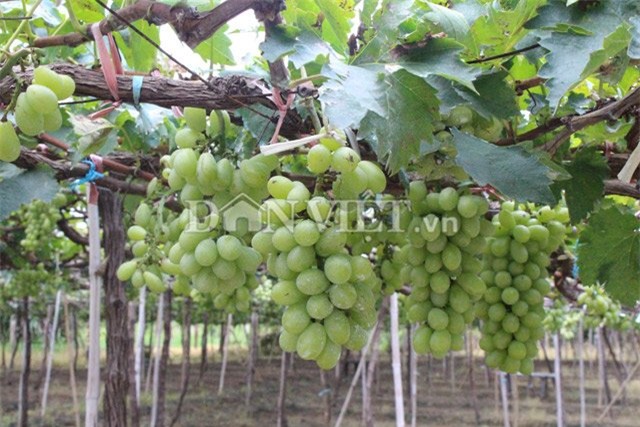 muot mat ngam vuon nho ba moi trai mua van sai triu gian hinh anh 1