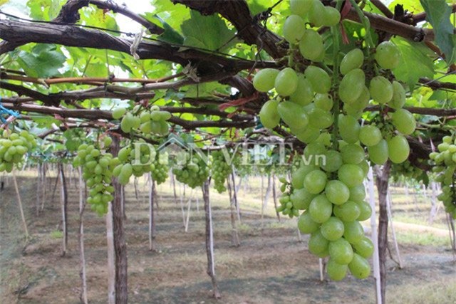 muot mat ngam vuon nho ba moi trai mua van sai triu gian hinh anh 2