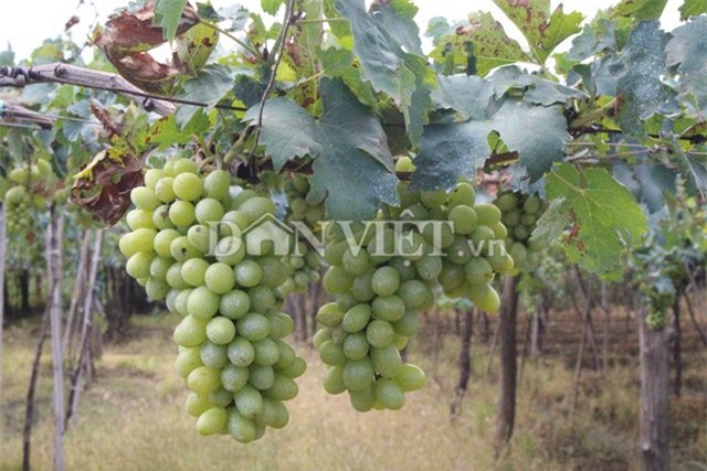 muot mat ngam vuon nho ba moi trai mua van sai triu gian hinh anh 3