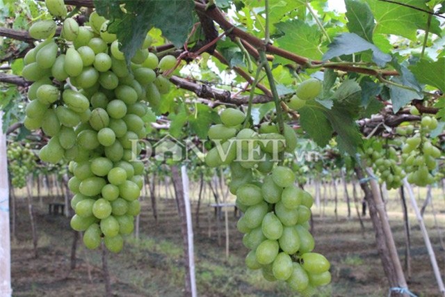 muot mat ngam vuon nho ba moi trai mua van sai triu gian hinh anh 4