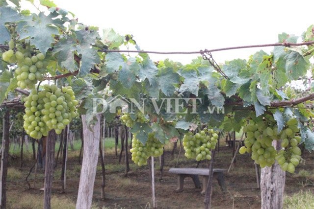 muot mat ngam vuon nho ba moi trai mua van sai triu gian hinh anh 5