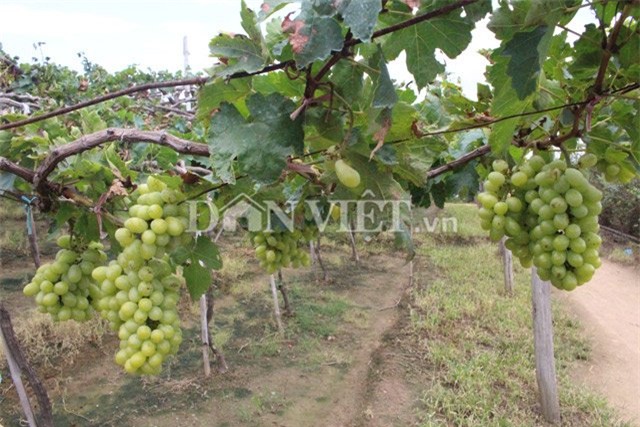 muot mat ngam vuon nho ba moi trai mua van sai triu gian hinh anh 6