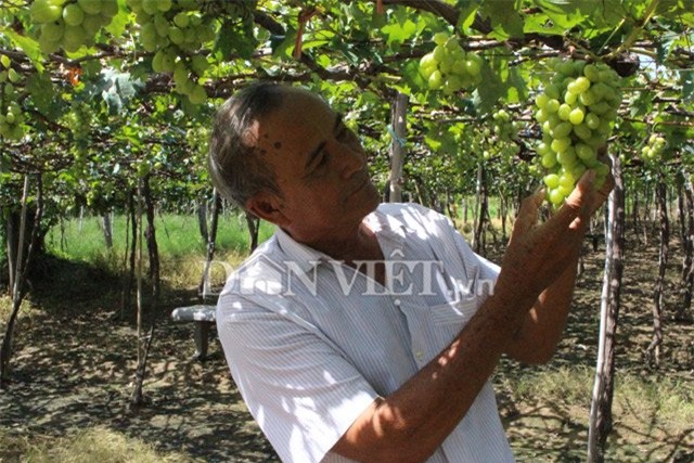 muot mat ngam vuon nho ba moi trai mua van sai triu gian hinh anh 7