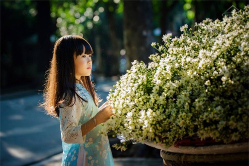 Bé gái Hà Nội đẹp mong manh trong mùa cúc họa mi - 1