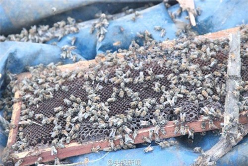 Xe chở ong lật nhào, 2 triệu con ong bay kín trời - ảnh 5