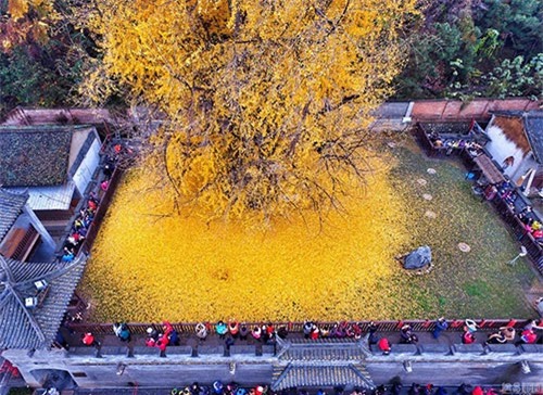 Bạch quả ngàn năm tuổi trút lá tuyệt đẹp nơi cửa Phật - 2