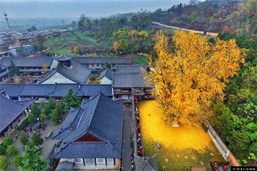 Bạch quả ngàn năm tuổi trút lá tuyệt đẹp nơi cửa Phật - 3