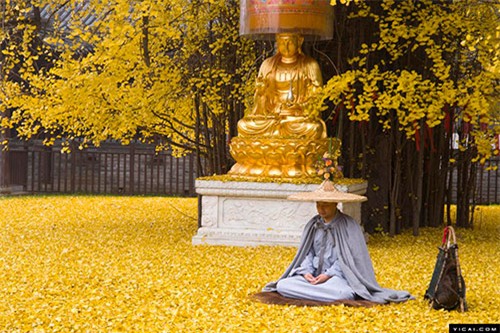 Bạch quả ngàn năm tuổi trút lá tuyệt đẹp nơi cửa Phật - 4