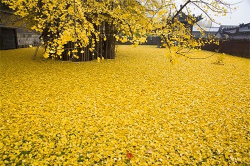 Bạch quả ngàn năm tuổi trút lá tuyệt đẹp nơi cửa Phật - 5