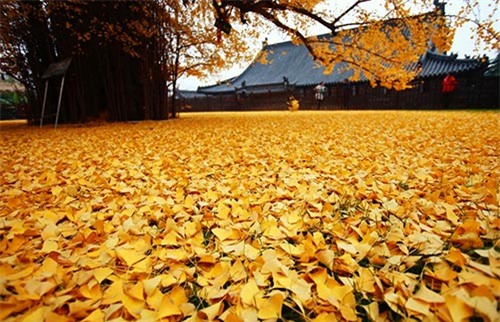 Bạch quả ngàn năm tuổi trút lá tuyệt đẹp nơi cửa Phật - 6