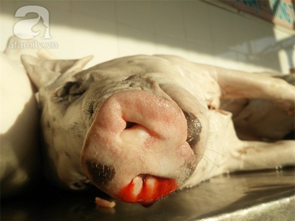 thịt heo, hóa chất, thịt lợn,