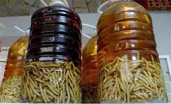 sâu chít, quý bà, U50, chẻ chít, bắt sâu, chiều chồng, tốt cho đàn ông, tẩm bổ, đông trùng hạ thảo  Sâu-chít, quý-bà, u50, chẻ-chít, bắt-sâu, chiều-chồng, tốt-cho-đàn-ông, tẩm-bổ, đông-trùng-hạ-thảo