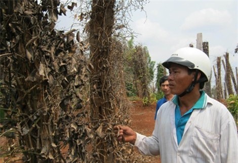 Nông dân trên địa bàn huyện Krông Pắk (Đắk Lắk) điêu đứng vì phân bón giả.