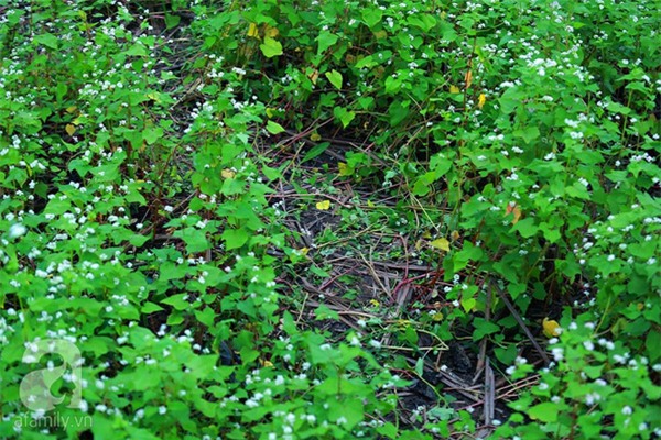 vuong-hoa-tam-giac-mach-bi-dam-nat