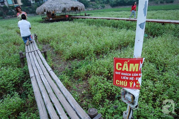 vuong-hoa-tam-giac-mach-bi-dam-nat