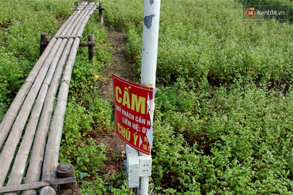 Chủ nhân thung lũng hoa Hồ Tây: